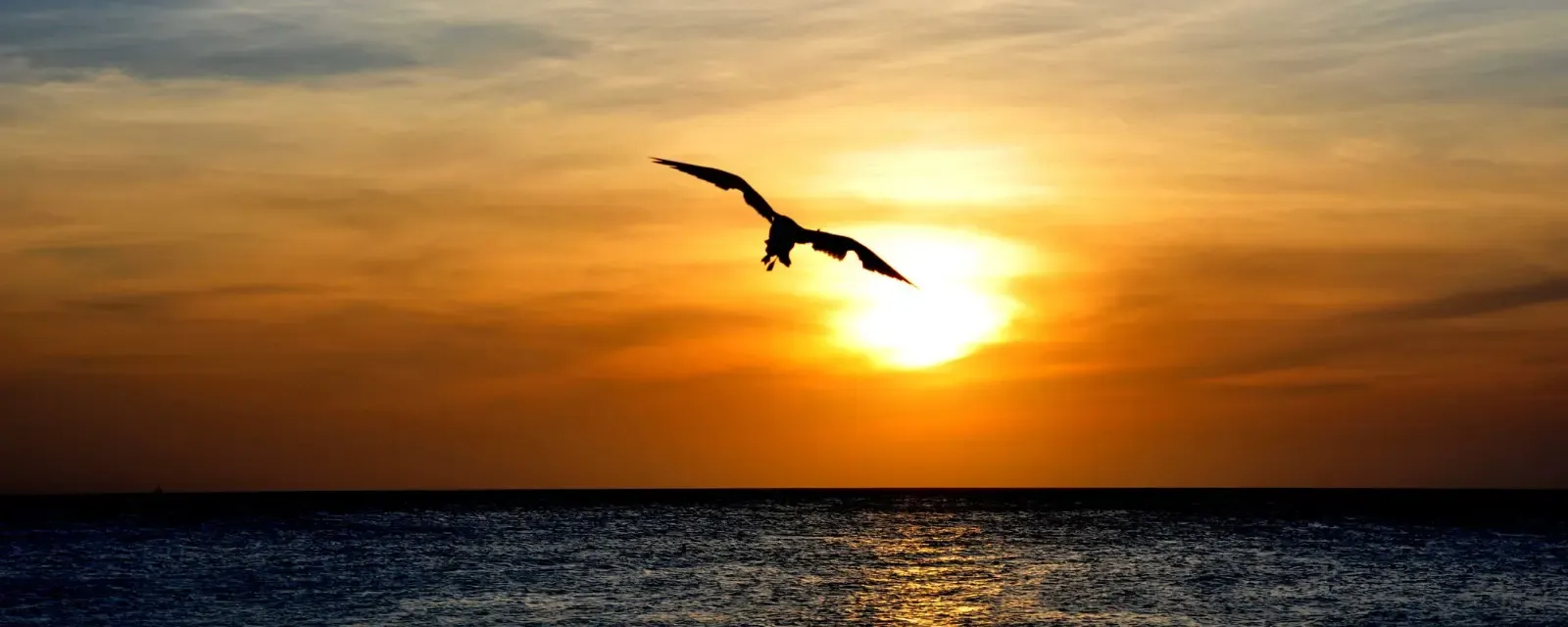 A bird silhouetted against an Aruba sunset over the ocean