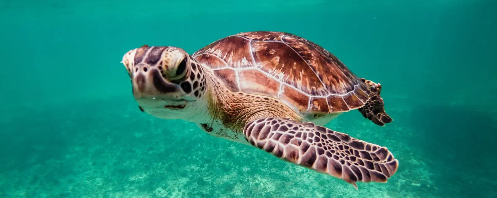 A sea turtle swimming near one of Aruba's snorkel sites